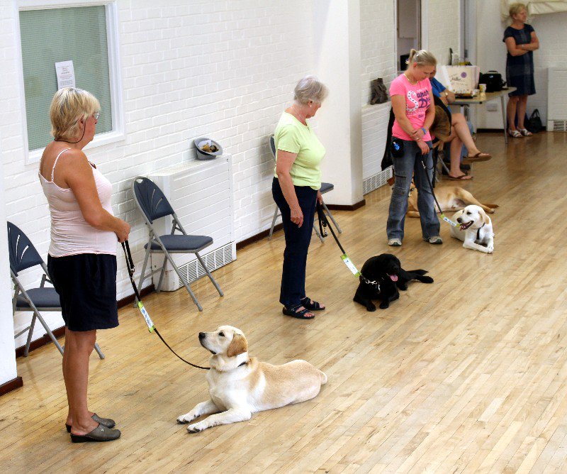 guidedogseast's tweet photo. Ever wanted to become a volunteer Puppy Raiser?
Come along to an open puppy class session on Monday 29th October, 10.30am in Buckden, just off the A1 motorway.
To book your place on our open session please contact Christian Cornforth on 0345 143 0223 https://t.co/Nq8tp8UR2i