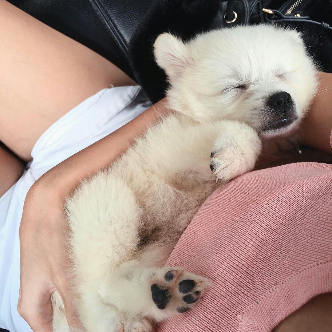 Puppy University tweet media