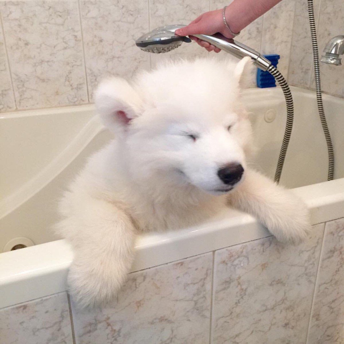 Puppy University tweet media