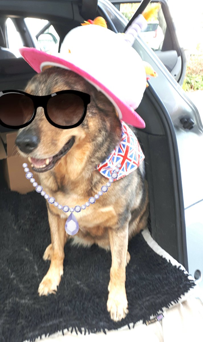 #dogsforbrexit just #getonwithit #London
#dogsoftwitter <a href="/MadeinBritainGB/">Made in Britain</a> <a href="/madeinengland/">Annabelle Hartley</a> #catahoula - #MadeInUSA