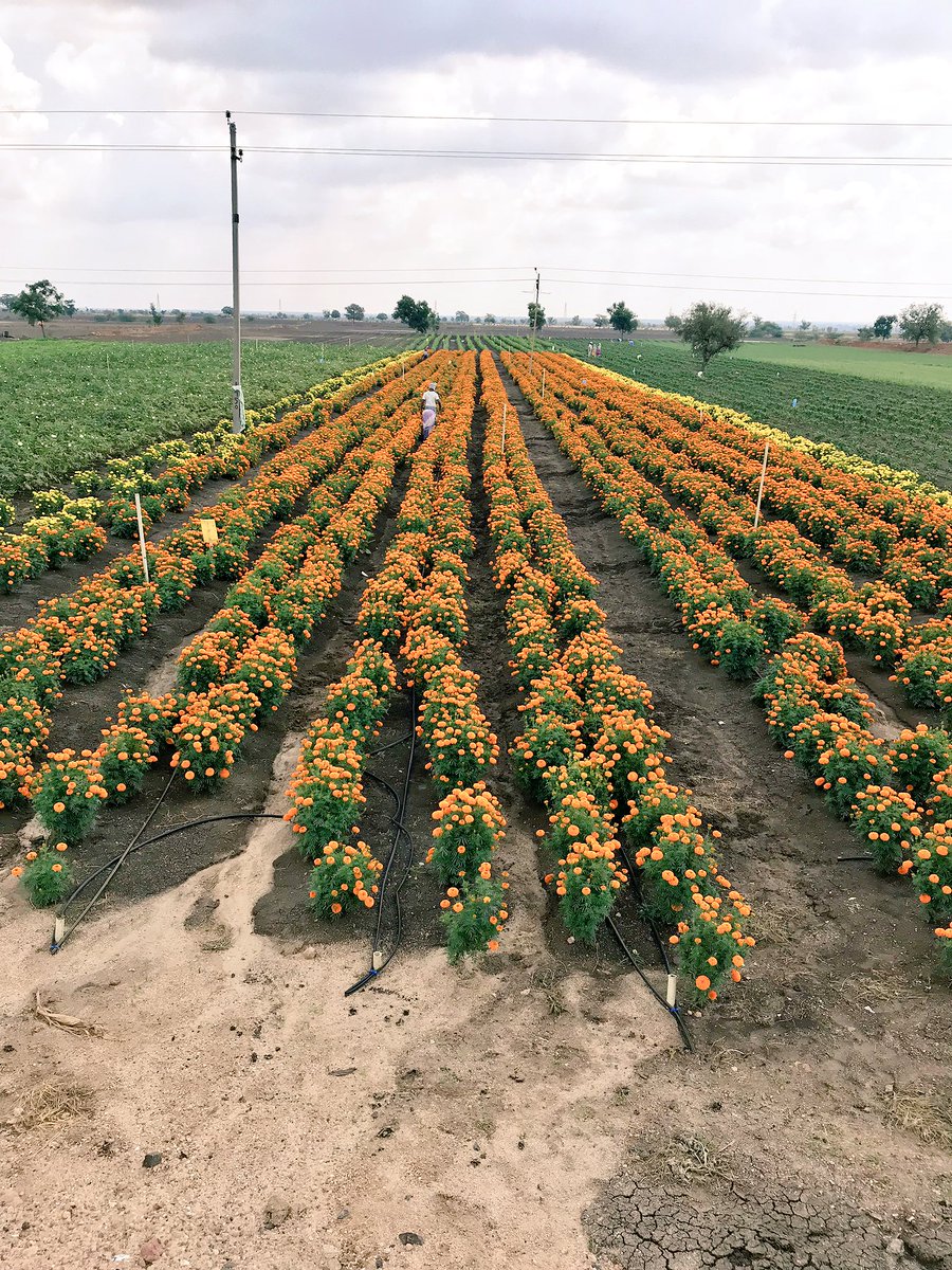 ParagMahale's tweet photo. Tell me if this doesn’t remind you of Kaas Plateau near Satara. But these images are from Hungund, Karnataka. All thanks to @JainIrrigation and KBJNL, Govt of Karnataka for putting in efforts to transform a drought prone taluka into something like this.
#RamthalProject https://t.co/XuAXJYRpNq