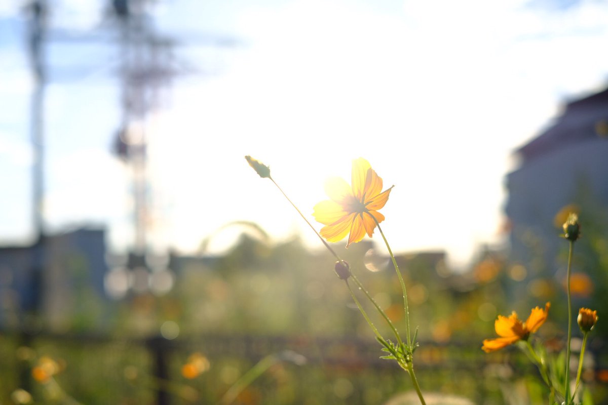 tasukuboc's tweet photo. カラーの方も。
#カメラ #一眼 #カメラ好きな人と繋がりたい #写真好きな人と繫がりたい #滋賀 #近江八幡 #ラコリーナ https://t.co/J3dC2Gb3wr