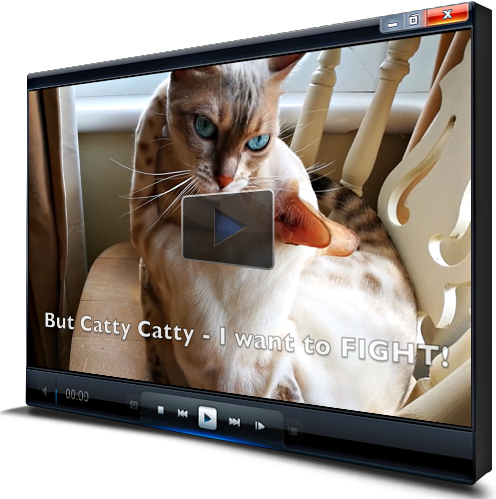 Catty Catty tweet media