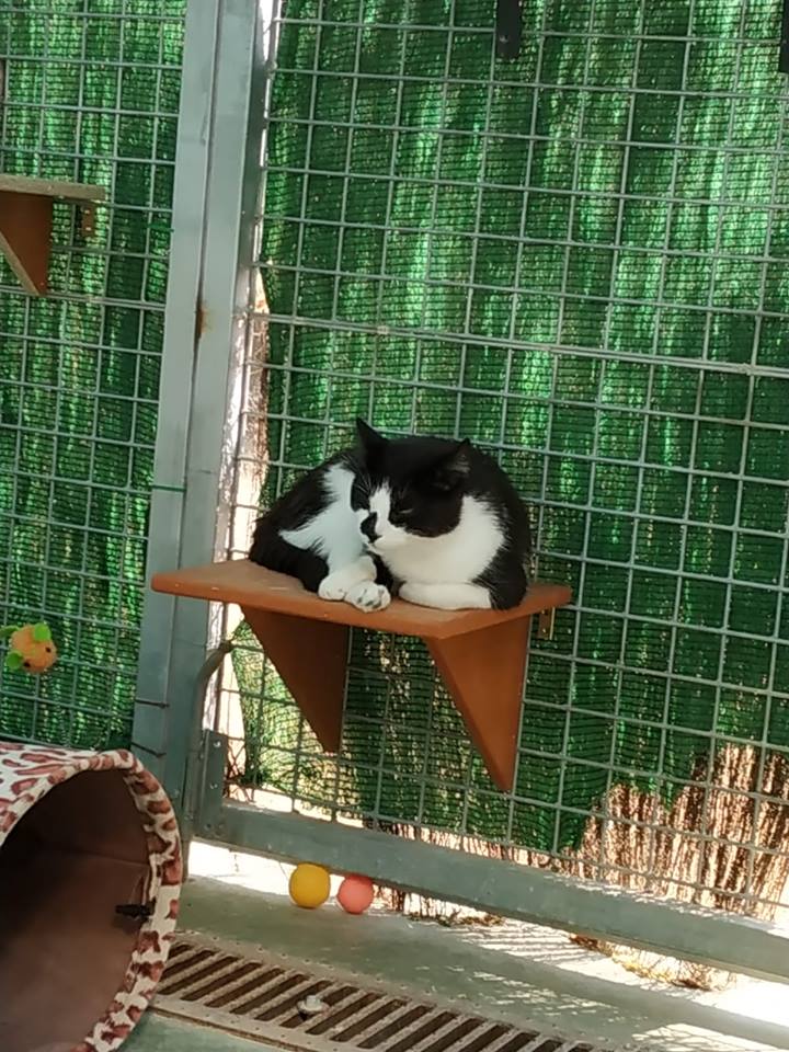 voluntarisPM's tweet photo. Els voluntaris no només dediquen el seu temps a la socialització i benestar dels gats, #ProgramaMars, sino que també aprofiten les seves habilitats per fer de la gatera un lloc més "catfriendly". Els nostres estimats felins estrenen prestatgeries noves. Gràcies!!!
#FelizLunes https://t.co/wVajkJfupl