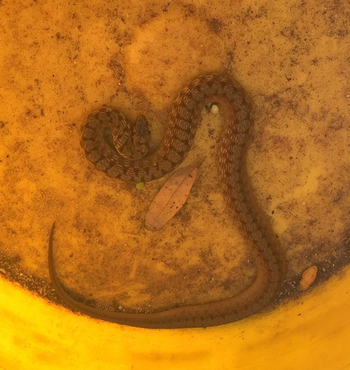 GoHappyHerping's tweet photo. @WhatTheHerp here is a better picture of the snake. https://t.co/7SFkCTa7qg