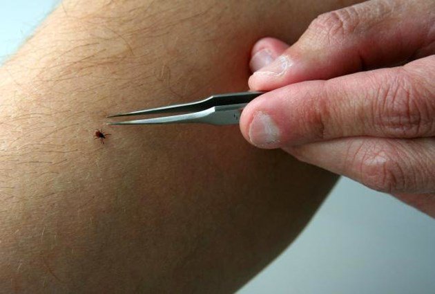 Ticks are more widespread and are popping up sooner than expected: Study dlvr.it/QmgTpq https://t.co/Tr7Xxiesdo