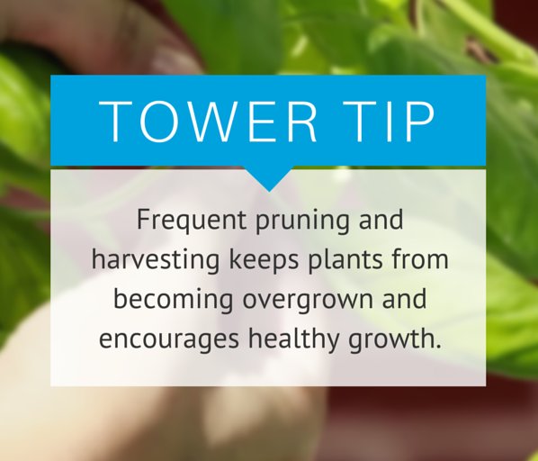 TowerGardenCDN's tweet photo. What does your pruning schedule look like? https://t.co/m0PJBiLhQ6