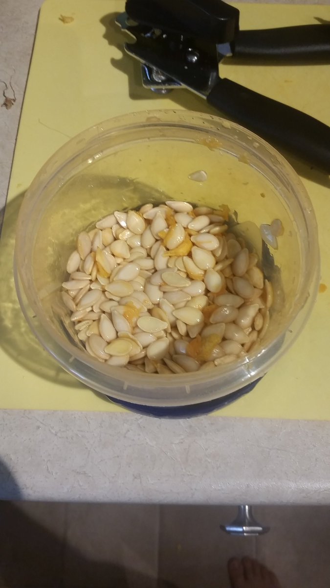 LegoPerrier's tweet image. @MRSAGOSTINIOCT's Grade 5's! Our squash seeds are almost ready to bake. Mmmmm @StLukeNepean #lukocsb #harvest #threesisterssoup