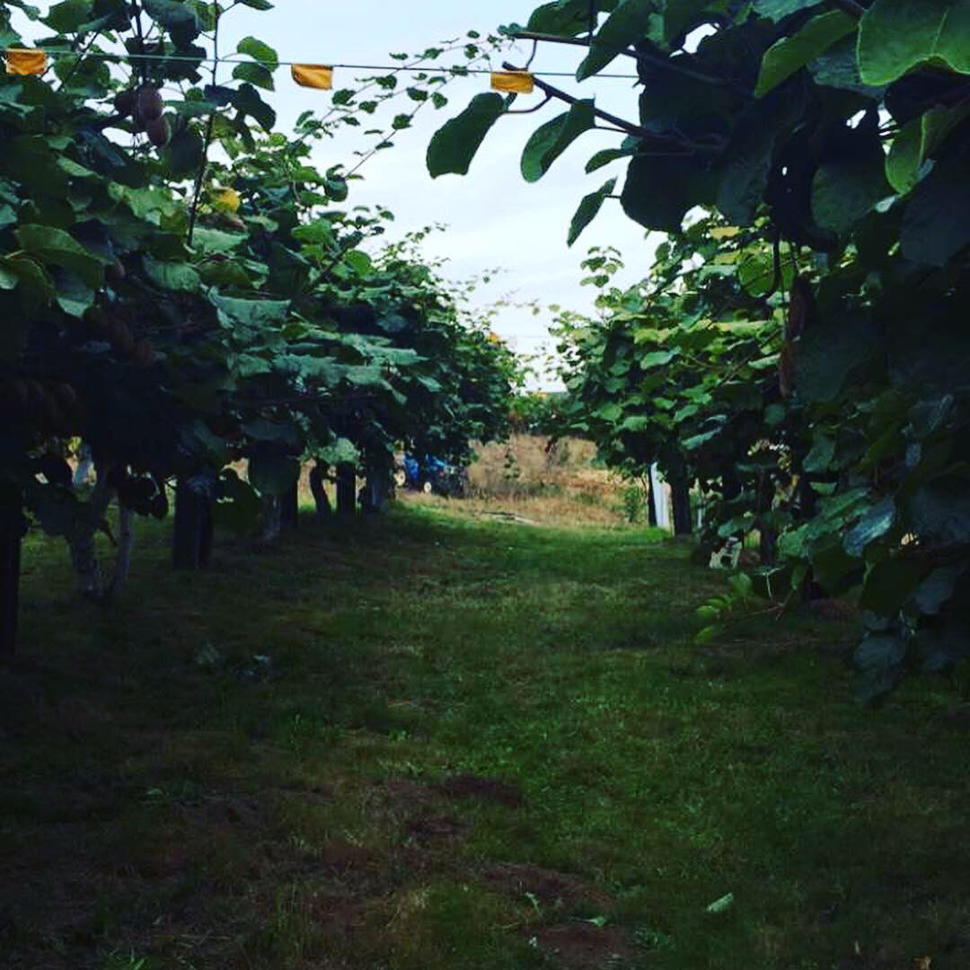 RosySolisG's tweet photo. #kiwi #picking #autumn #bloggers #kiwilover https://t.co/5CGYVt9kp3