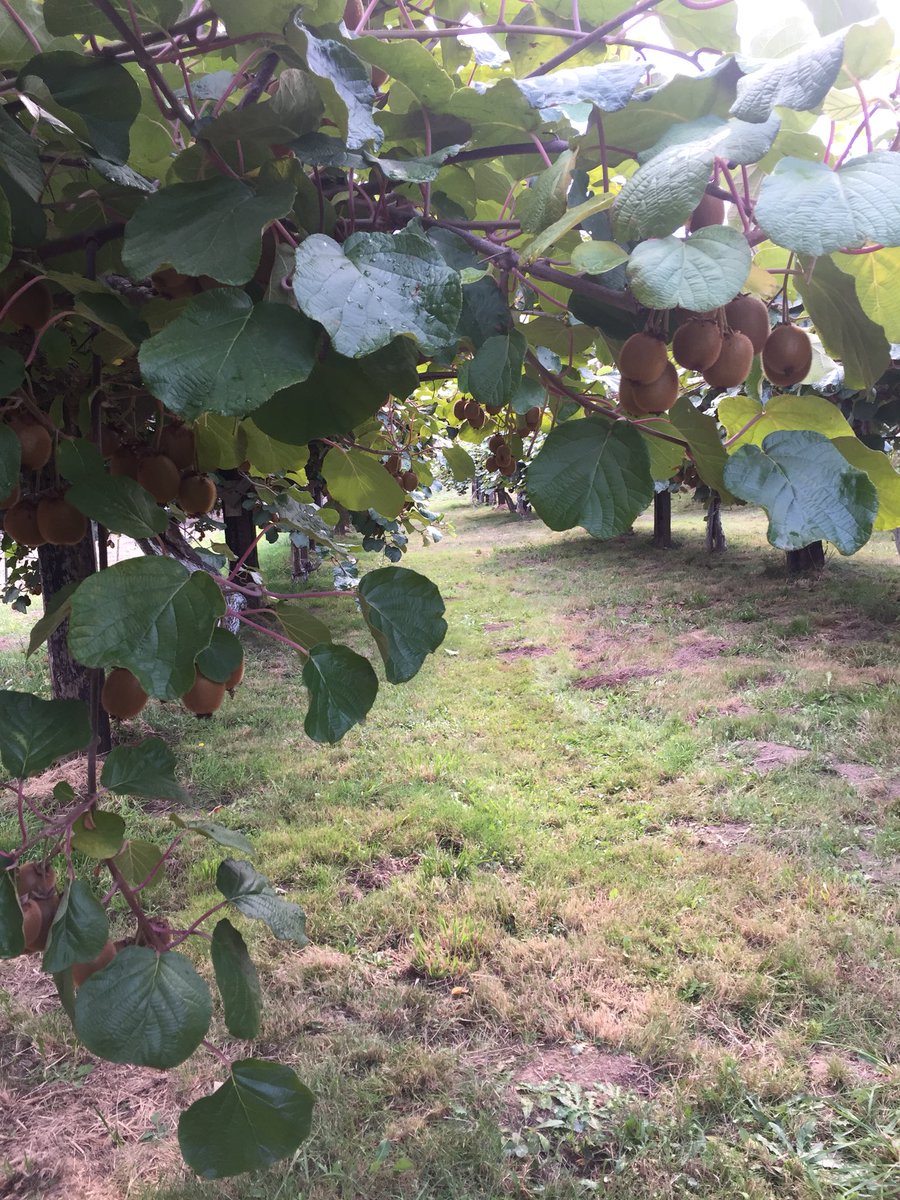 RosySolisG's tweet photo. #kiwi #picking #autumn #bloggers #kiwilover https://t.co/5CGYVt9kp3