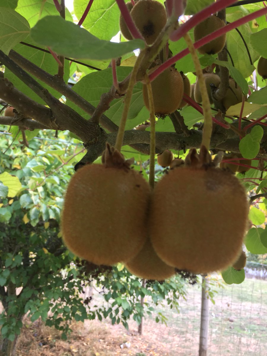 RosySolisG's tweet photo. #kiwi #picking #autumn #bloggers #kiwilover https://t.co/5CGYVt9kp3