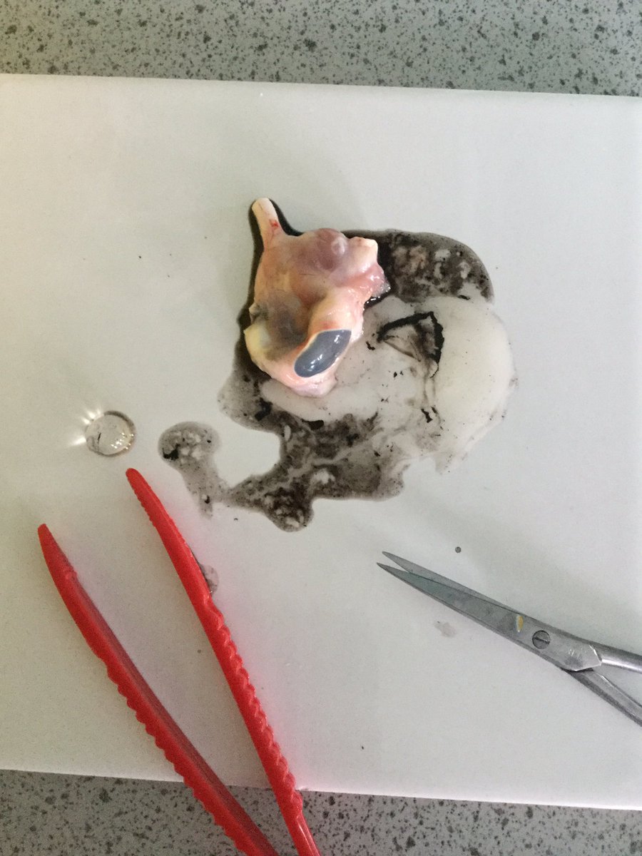 ea_science's tweet photo. Y8 are studying the structure of the eye and are about to dissect one! #eascience #biology #science https://t.co/xqA7UcdZ6E