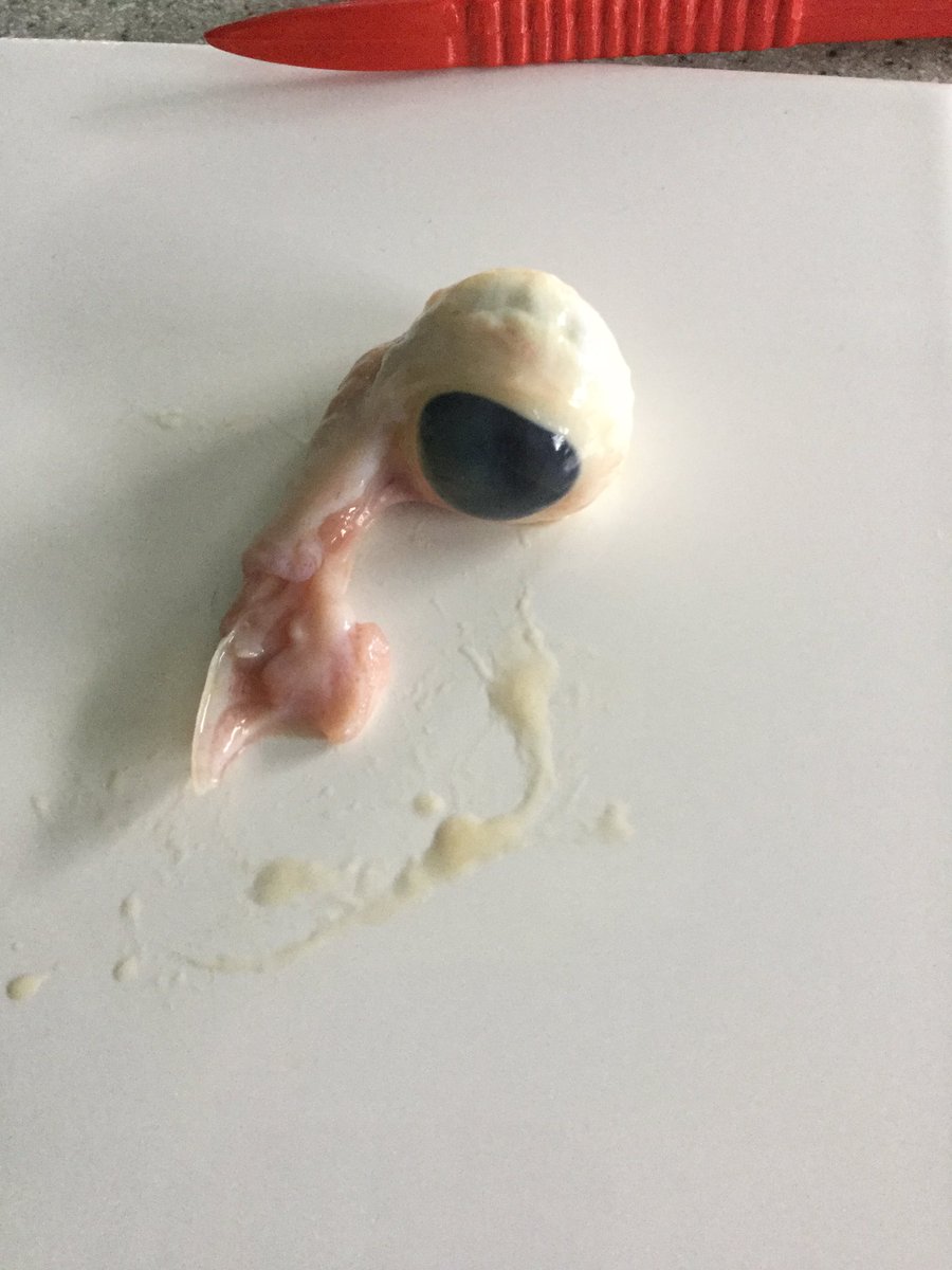 ea_science's tweet photo. Y8 are studying the structure of the eye and are about to dissect one! #eascience #biology #science https://t.co/xqA7UcdZ6E