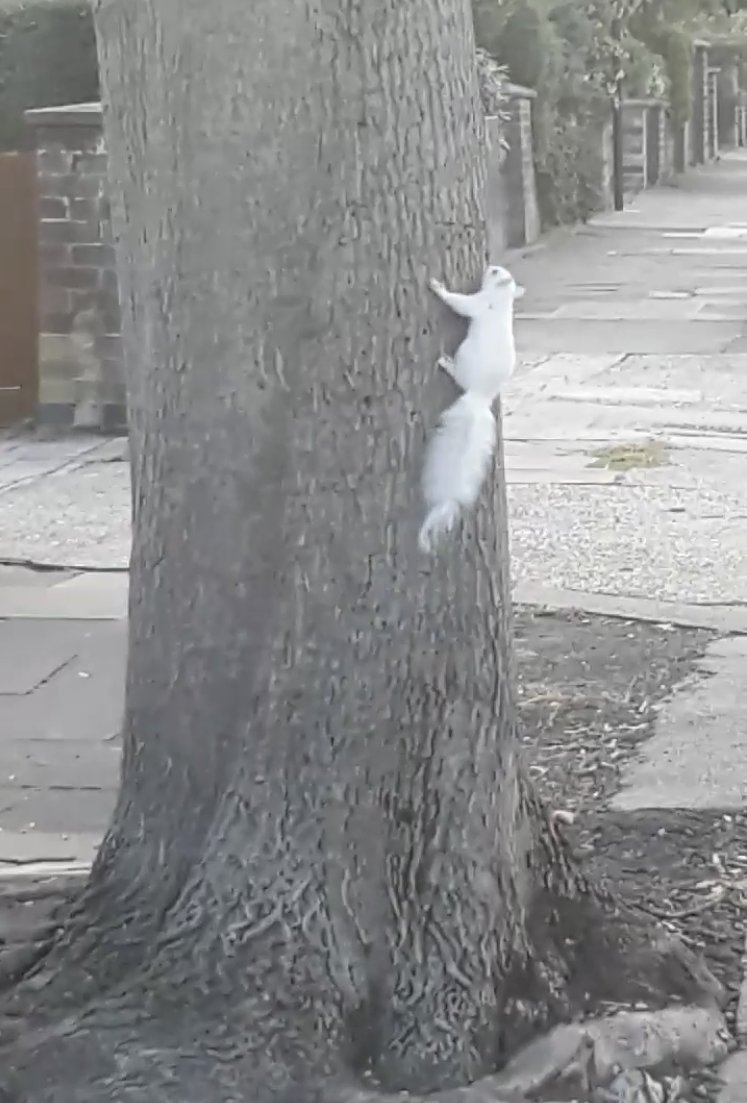 Great photos of a rare, white squirrel spotted in #Lincoln last week. It is not an albino but instead has a genetic trait known as leucism. You can tell the two apart as this one has dark brown eyes, rather than the characteristic red eyes of albino animals. Photo: Andy Brown