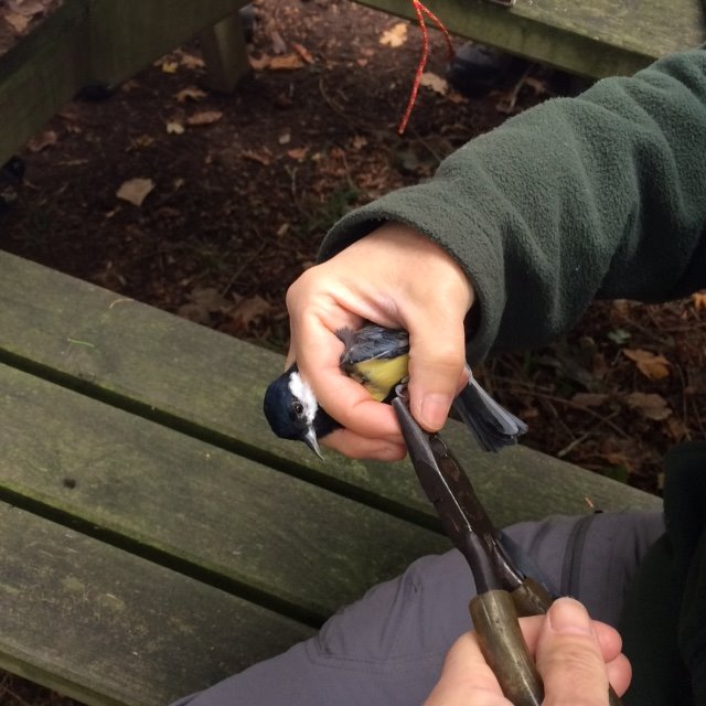 WorcsBRC's tweet photo. What a privilege to spend a morning seeing birds up close and learning about the practicalities and science of bird ringing. Huge thanks to the experts for sharing with our Rare Species project. The rump of that nuthatch was a stunning surprise! #RareMalvernsWildlife #Birds #HLF https://t.co/DPpoCrGEQ9