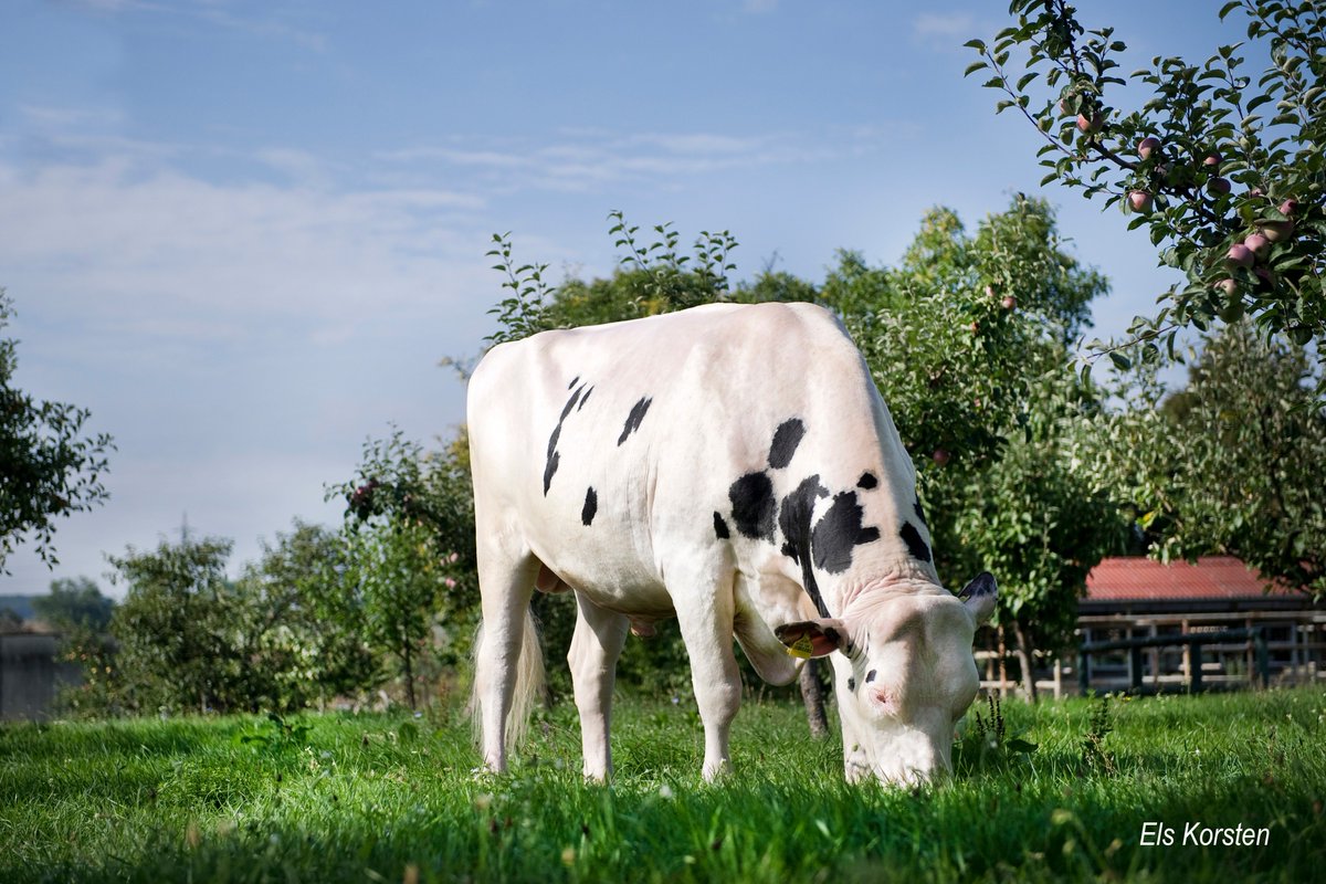 A focus on components generates extra income!
In many countries worldwide the dairy factory pays the dairy farmer for... Read more: bit.ly/2QwpUdh

Pictured is Glamour Carlo who transmits +0.25%F and +0.06%P.