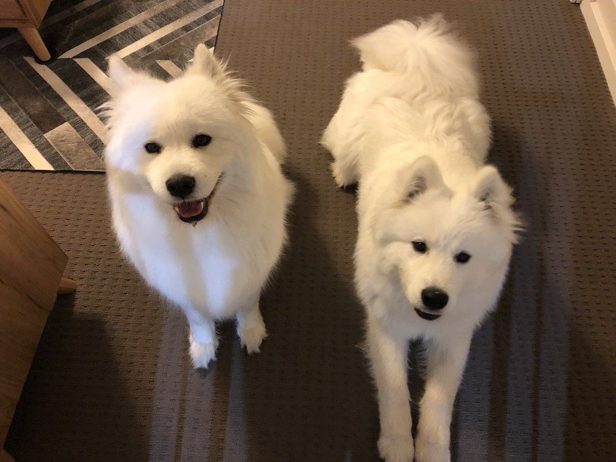 HuxleySamoyed's tweet photo. Dear Diary: Day 172. Waiting patiently with my mum @FeyaSamoyed for our dinner 🥘🍗🥩

#dinner #waiting #patience #welovefood #foodies #hungry #mumandson #nofilter #ahzupuppies #ahzusamoyeds #samoyeds #samoyedpuppy #samoyed_feature #dogoftheday #dogsofcanberra #dogsoftwitter https://t.co/ma7Bspyggi