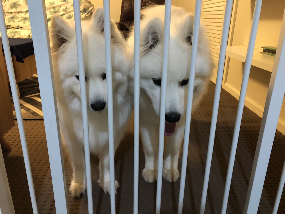 HuxleySamoyed's tweet photo. Dear Diary: Day 172. Waiting patiently with my mum @FeyaSamoyed for our dinner 🥘🍗🥩

#dinner #waiting #patience #welovefood #foodies #hungry #mumandson #nofilter #ahzupuppies #ahzusamoyeds #samoyeds #samoyedpuppy #samoyed_feature #dogoftheday #dogsofcanberra #dogsoftwitter https://t.co/ma7Bspyggi