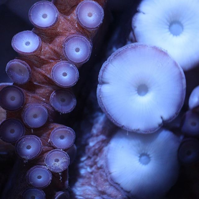 NEAQ's tweet photo. On this eight day of October we're appreciating World Octopus Day. Get out there and celebrate, people!
#worldoctopusday #happyoctopusday #octopus #newenglandaquarium #eightarms #suckers #ocean #animals #cephalopods #boston via Instagram https://t.co/lcR0PRJDjX https://t.co/n96EsmPNmW