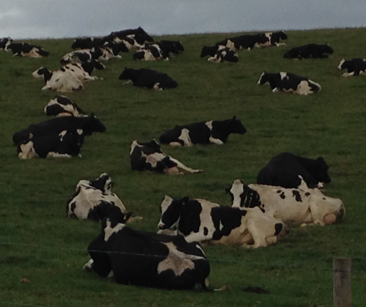 mags2milkyway's tweet photo. Not a sunny day, not much grass left ... but #arlacows enjoying the fresh autumn air ... lying down &amp; making milk!
Getting #winterrations inside so all got full tums.
#LoveCows 
#ArlaFarmerOwned https://t.co/ZeRnhuswys