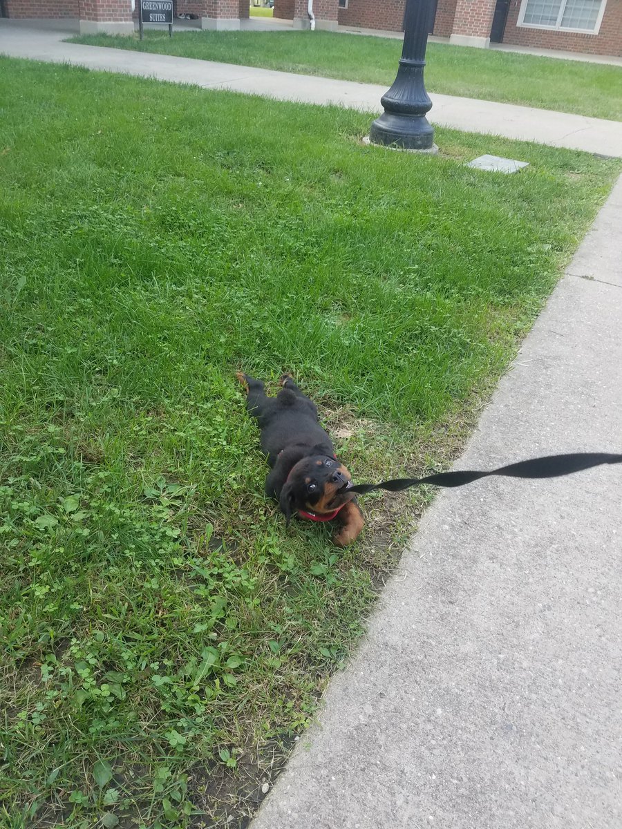 tpap21's tweet image. Me (Ruby) vs senior year (leash)