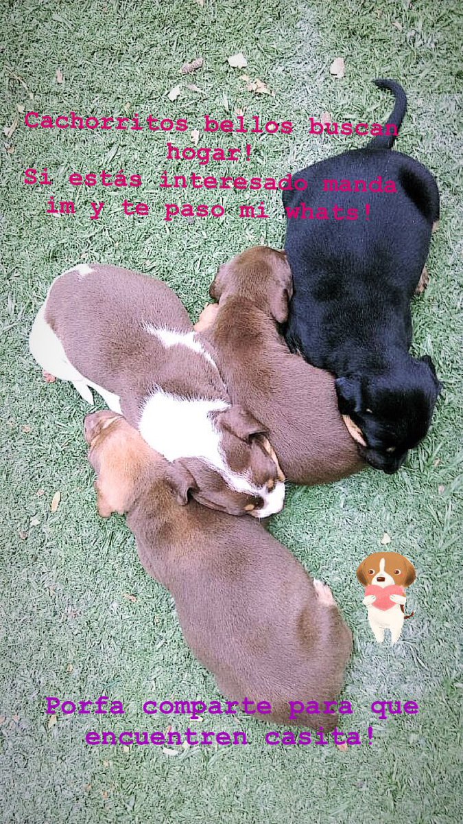 #cachorros #perritos #buscancasa #seregalan #perros #puppylove