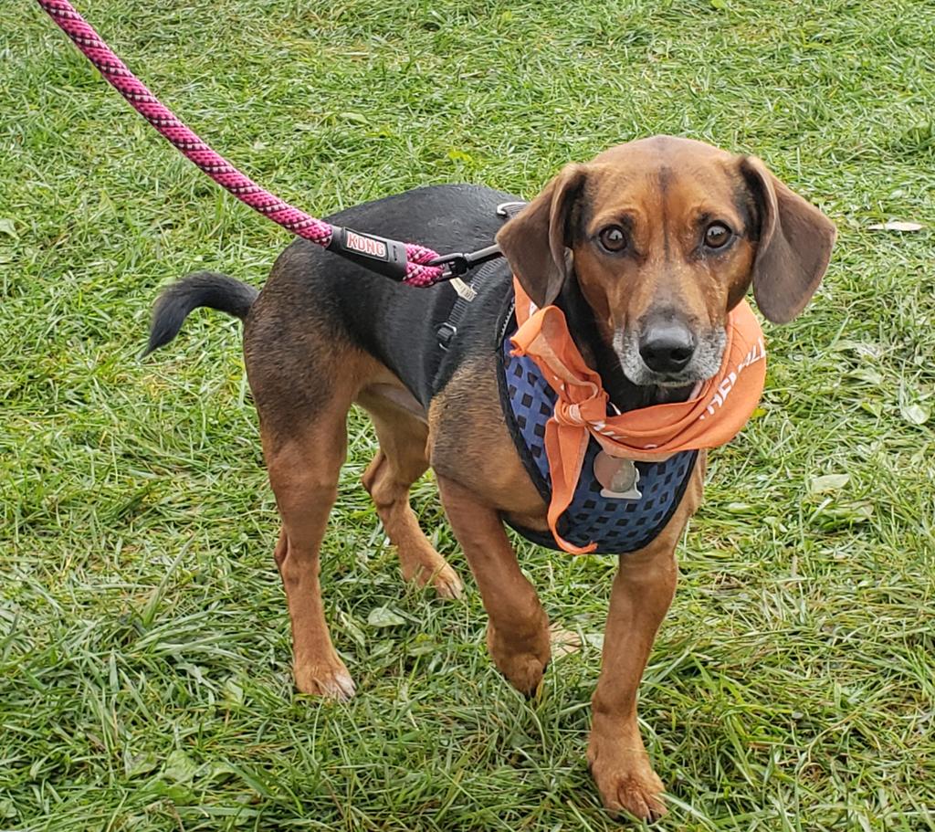 AllDogRescueMN tweet media