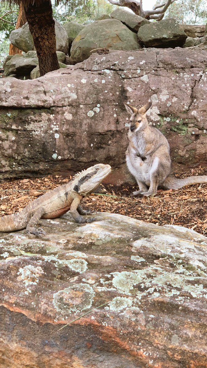 LifeDisneyWorld's tweet photo. What a fabulous day @tarongazoo in #Sydney Australia! Met 2 adorable koala girls up close, walked with kangaroos &amp; wallabies, and hung out with my love. Epic!❤️ https://t.co/Qp2s4alBAI