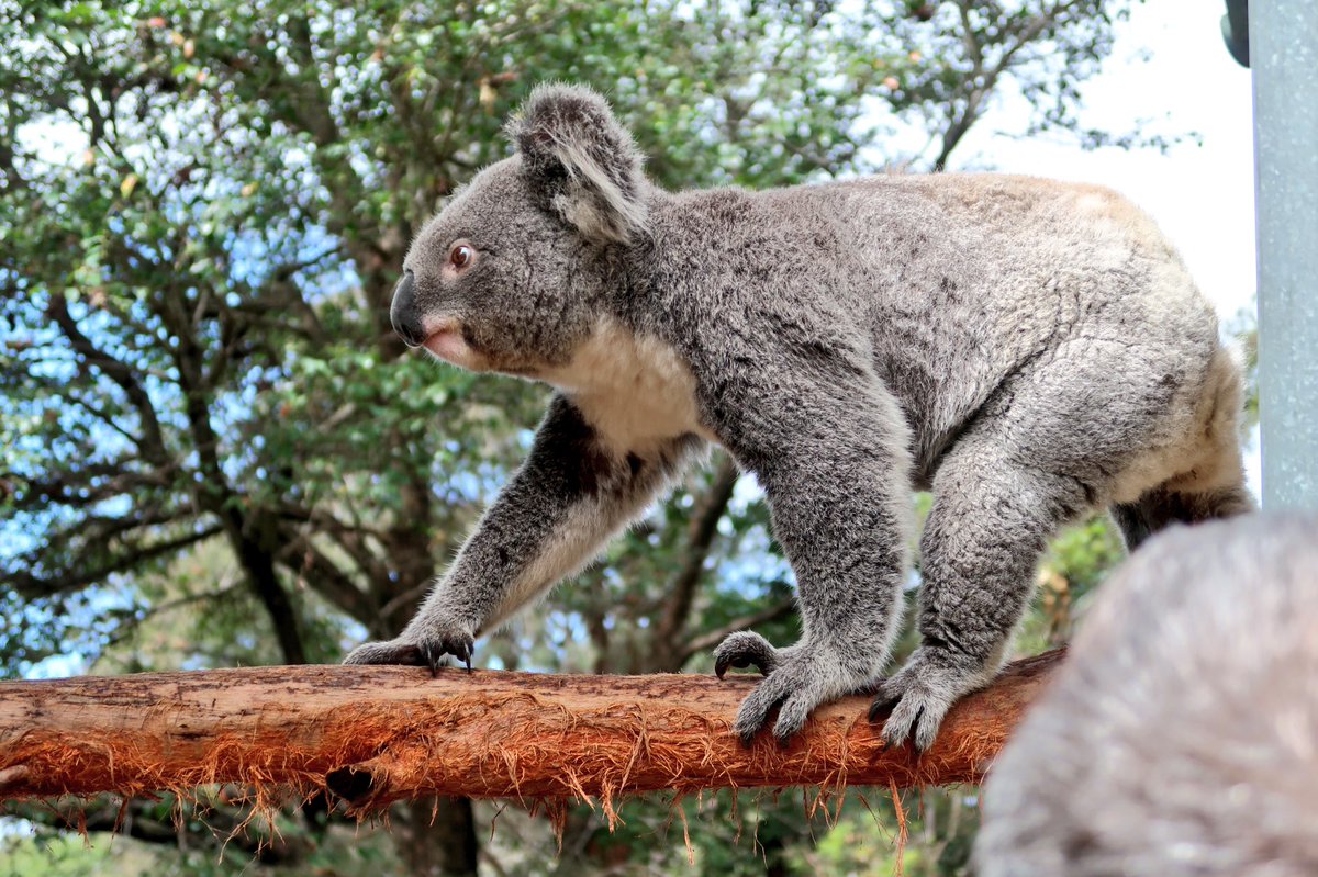 LifeDisneyWorld's tweet photo. What a fabulous day @tarongazoo in #Sydney Australia! Met 2 adorable koala girls up close, walked with kangaroos &amp; wallabies, and hung out with my love. Epic!❤️ https://t.co/Qp2s4alBAI