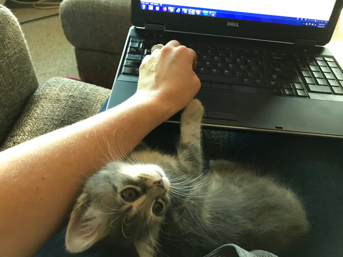CHLebedinsky's tweet photo. Meet the newest member of my family — Derby — who is helping me work today. #workfromhome #kittyassistant https://t.co/bzzMgMgay9