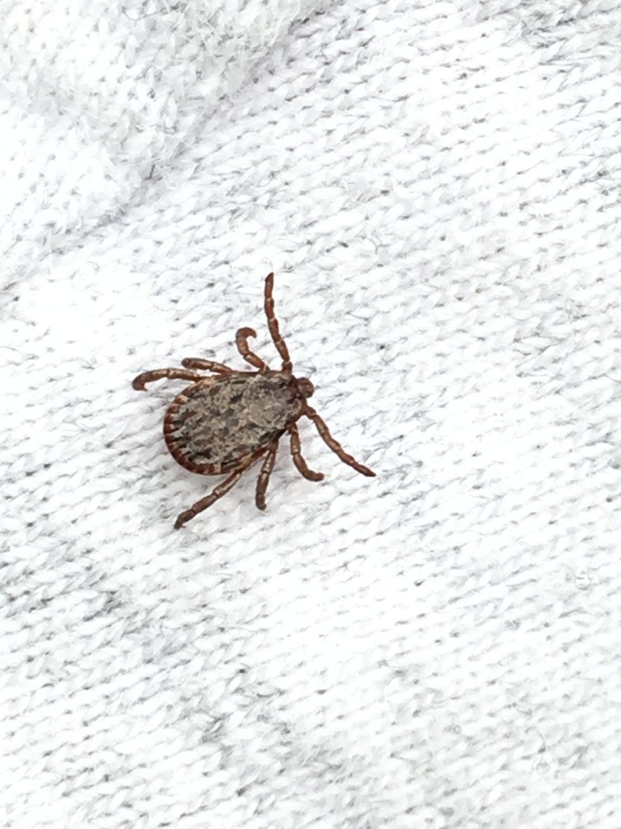 onetamalpais's tweet photo. #OneTam Species Of The Month: Pacific Coast tick is one of the most common types of ticks on the West Coast and are active year-round. #Ticks host a range of diseases, and it is important to check yourself after spending time outdoors! (📷: Erin Lacour) https://t.co/HBkyDgJn9e