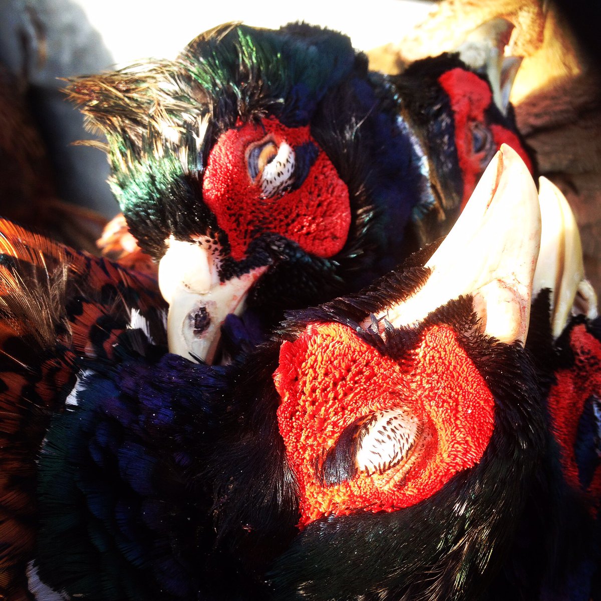 Fancy Driven Pheasants near Lamplugh Cumbria via the Eden Gameshooters Eve? Contact <a href="/MikeTBASC/">Mike Thornley</a> for further info... #pheasant