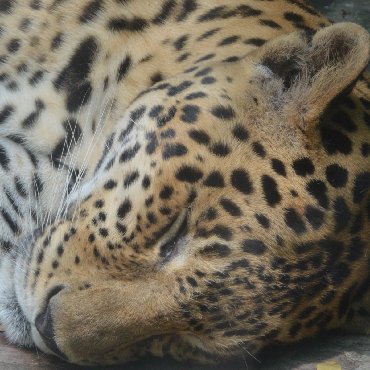 The horrors of zoos from around the world The horrors of zoos from around the world