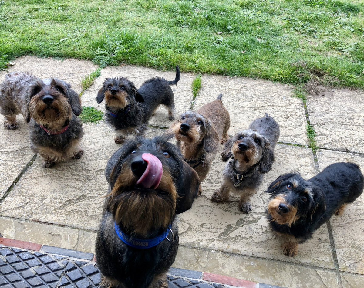SausageDogHotel's tweet photo. The Wires! #wireweek #wiretakeover #wiresrule #wuschkens https://t.co/rMJ2kuhj48