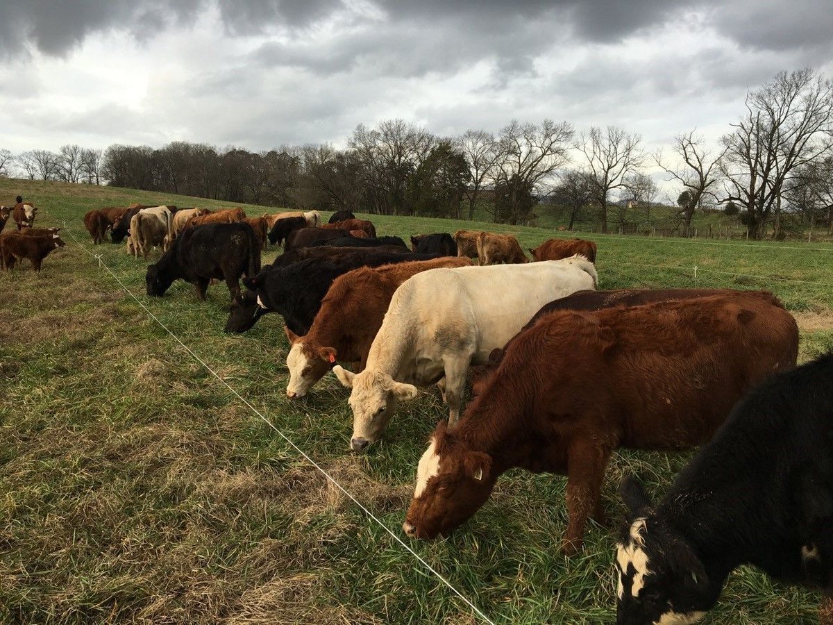 MiracoWaterers's tweet photo. Putting Grass First https://t.co/aToAsJOOck #Cattle #Grazing #Pasture18 https://t.co/CqEZFgQfJh