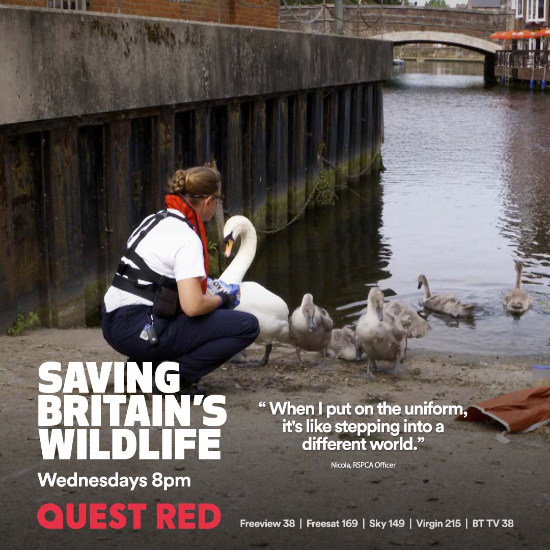 SaveWildlifeTV's tweet photo. Happy Saturday Everyone!
Catch up with Saving Britain's Wildlife on @QuestRedtv
now -
https://t.co/bORdcwer5I
#savebritwild #wildlife https://t.co/ehYUCDWmbO