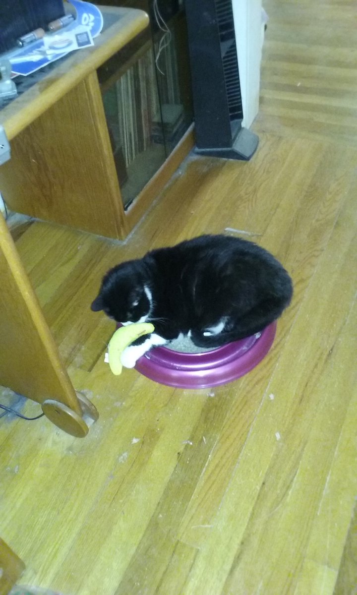 😇 Angel Mandu 😇 & Mom ❤️ & 🧶 Baby Holly 🧶 tweet media