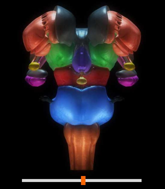 Are you looking for a resource to study the structure and function of various brain parts? Then check out this cool website that allows you to see the various regions of the brain from different angles, while also reviewing the role of each brain part! koshland-science-museum.org/explore-the-sc…