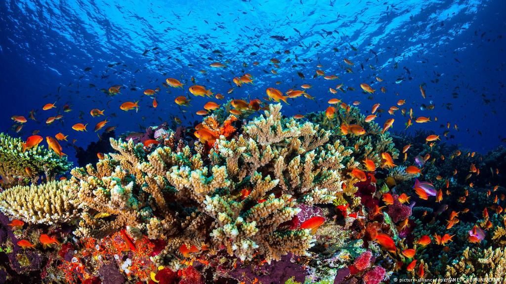 HaraldFranzen's tweet photo. I recently did an interview with these guys @CoralVitaReefs, a startup that restores coral reefs or creates new ones from scratch. Want one?
https://t.co/gwYbl1cuLD @dw_globalideas @OurOcean #SDGs @UNBiodiversity @UNEnvironment https://t.co/inv6EukO6L