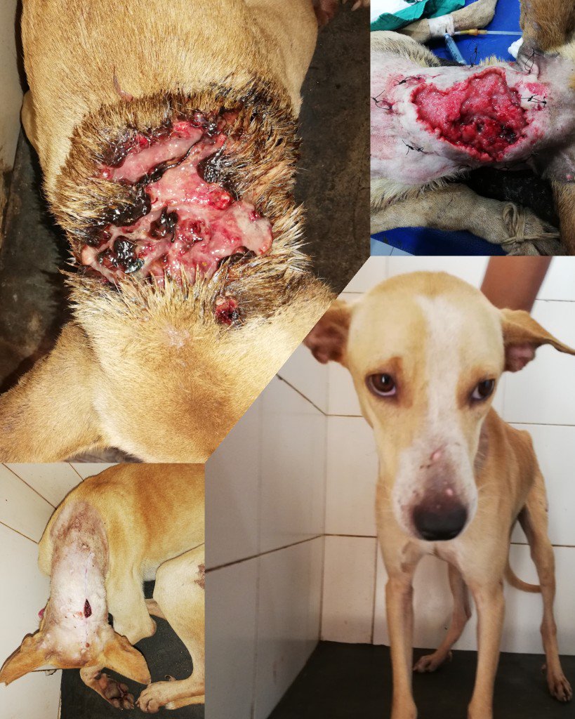 GoaWvs's tweet photo. Woof woof, here i am all recovered from a deep maggot wound 🐕😊 
#wvscharity #savinglives #animalwelfare #donate #happydoggo 
 https://t.co/RPxiI78IVv https://t.co/FpGdEmsr3S
