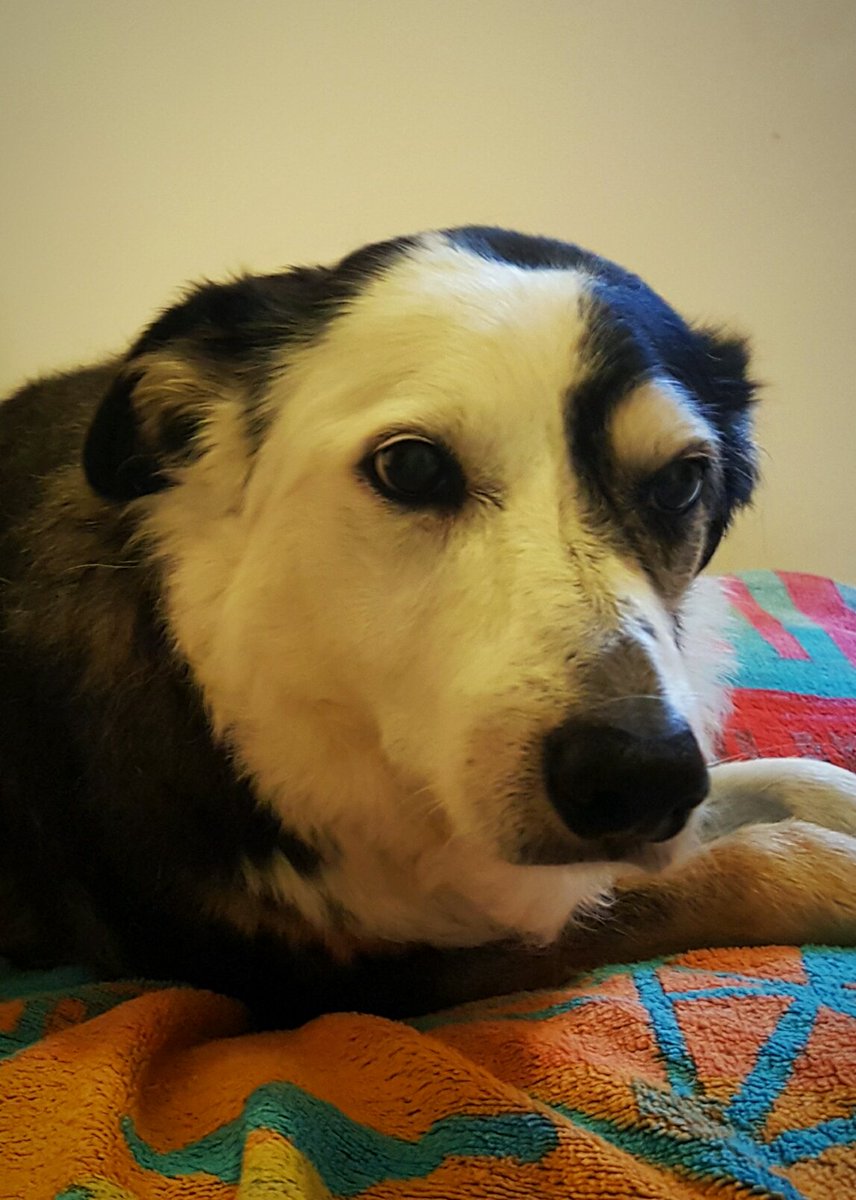 According to a well-known dogfood website, Meg is 95 in human years (16 collie years). No wonder she looks the other way when I get the #Torridon mountain walks book out! <a href="/visitwesterross/">Visit Wester Ross</a> <a href="/VisitScotland/">VisitScotland</a> <a href="/wildgairloch/">Wild Wester Ross</a>