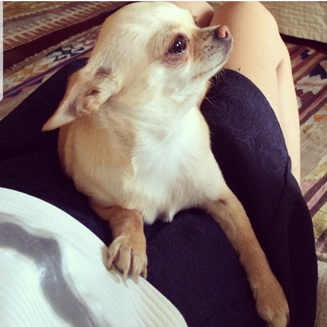 Seguimos buscando a MIA. Alrededores de peñaflor, talagante..6 años, hembra, operada y asmática. Hay recompensa. RT