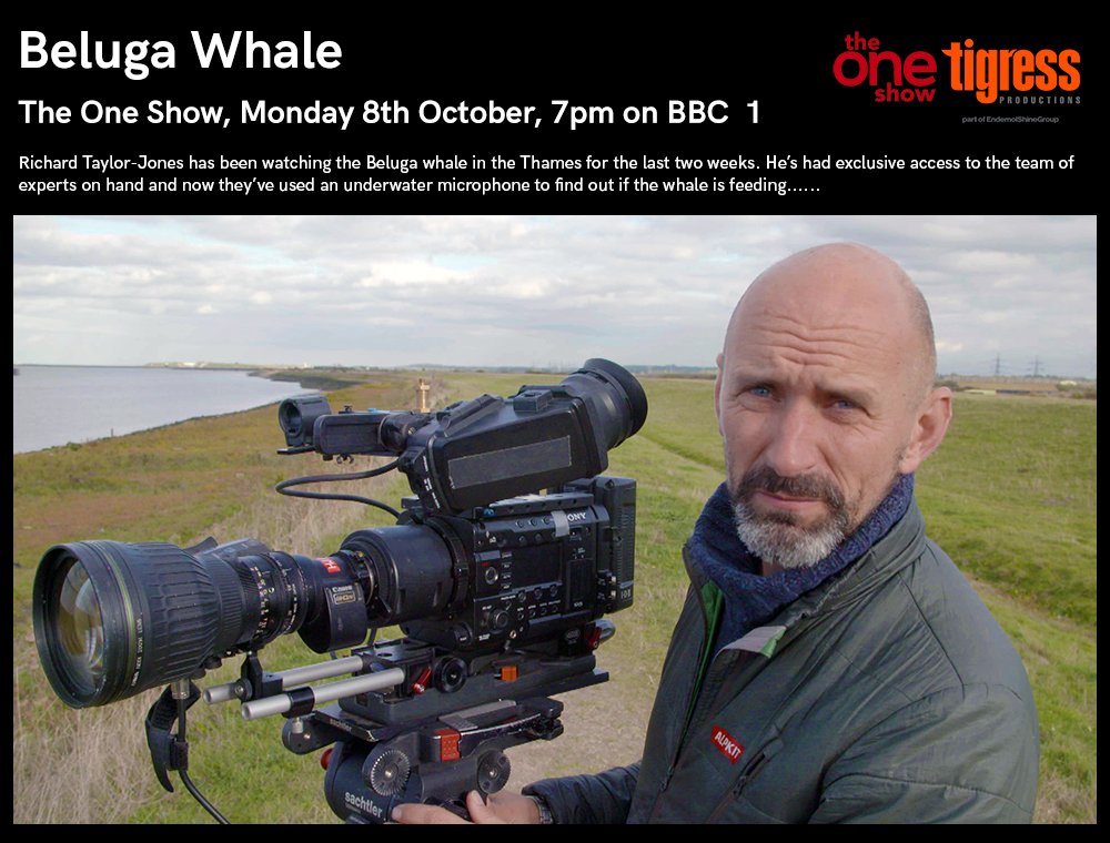 TONIGHT on <a href="/BBCTheOneShow/">BBC The One Show</a> : <a href="/rtaylorjones/">richard taylor-jones</a> has had exclusive access to the team assessing the welfare of the Thames #BelugaWhale as they’ve been checking to see if it’s feeding. 📺Tune in at 7pm on <a href="/BBCOne/">BBC One</a>