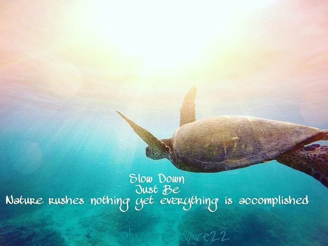 Nature rushes nothing, yet everything is accomplished 🐢 #slowandsteady #rest #turtles #relaxation #worryfree #bliss #oceantherapy #takeiteasy #selfcare #naturequotes #flow #waterhealing #justbe #itsgonnabeok ift.tt/2zXVYBm