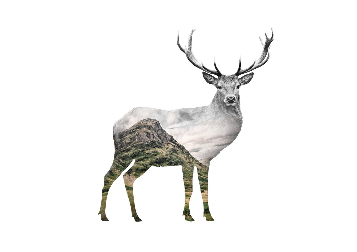 weagartgallery's tweet photo. Stag by Danny Campbell #artprintsforsale #artprints #art #galleryart #buyart https://t.co/l26jQJRfdt https://t.co/klu76v5jyQ