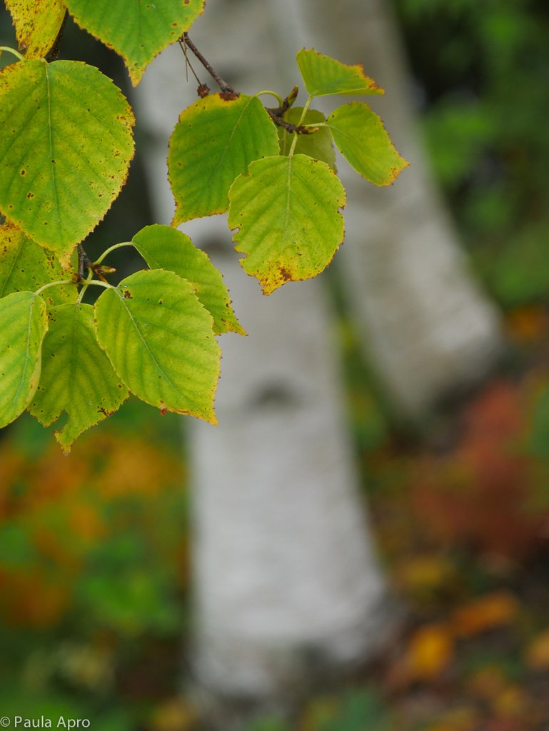 mainephotoadven's tweet photo. So many fall images to be made. So little time. #fallinmaine https://t.co/G4Kef3NCMs