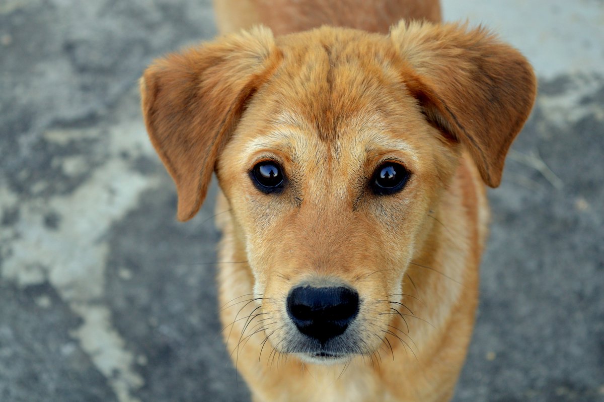 PvdDAmsterdam's tweet photo. De regeling om honden van daklozen tijdens winterkoude in het  asiel onder te brengen, wordt uitgebreid. In samenwerking met de dierenambulance wordt het vervoer bij toekomstige winterkou ook  voor de honden geregeld. https://t.co/Tf3EXD2FHB https://t.co/wTRowOqd7M
