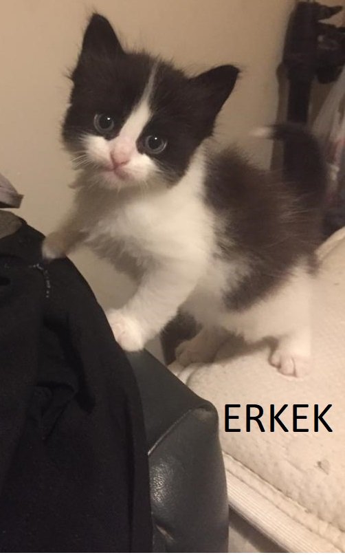 Arkadaşlar bu conconlara ömürlük yuvalarını arıyoruz Bi yayalım elden ele lütfen