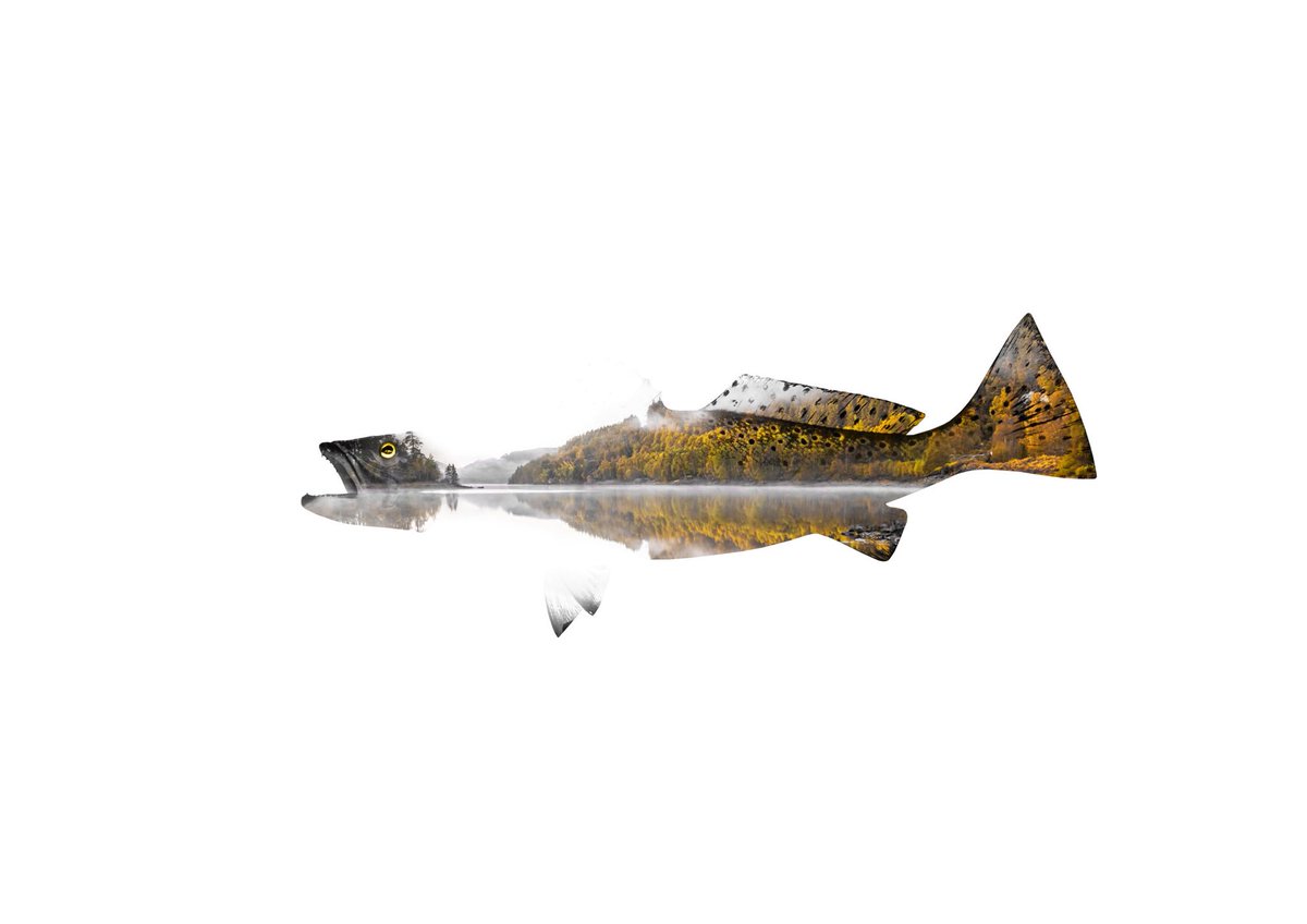 weagartgallery's tweet photo. Fish 1 by Danny Campbell #artprints #artprintsforsale #art #buyart #prints #galleryart #artists https://t.co/U4vywzIziH