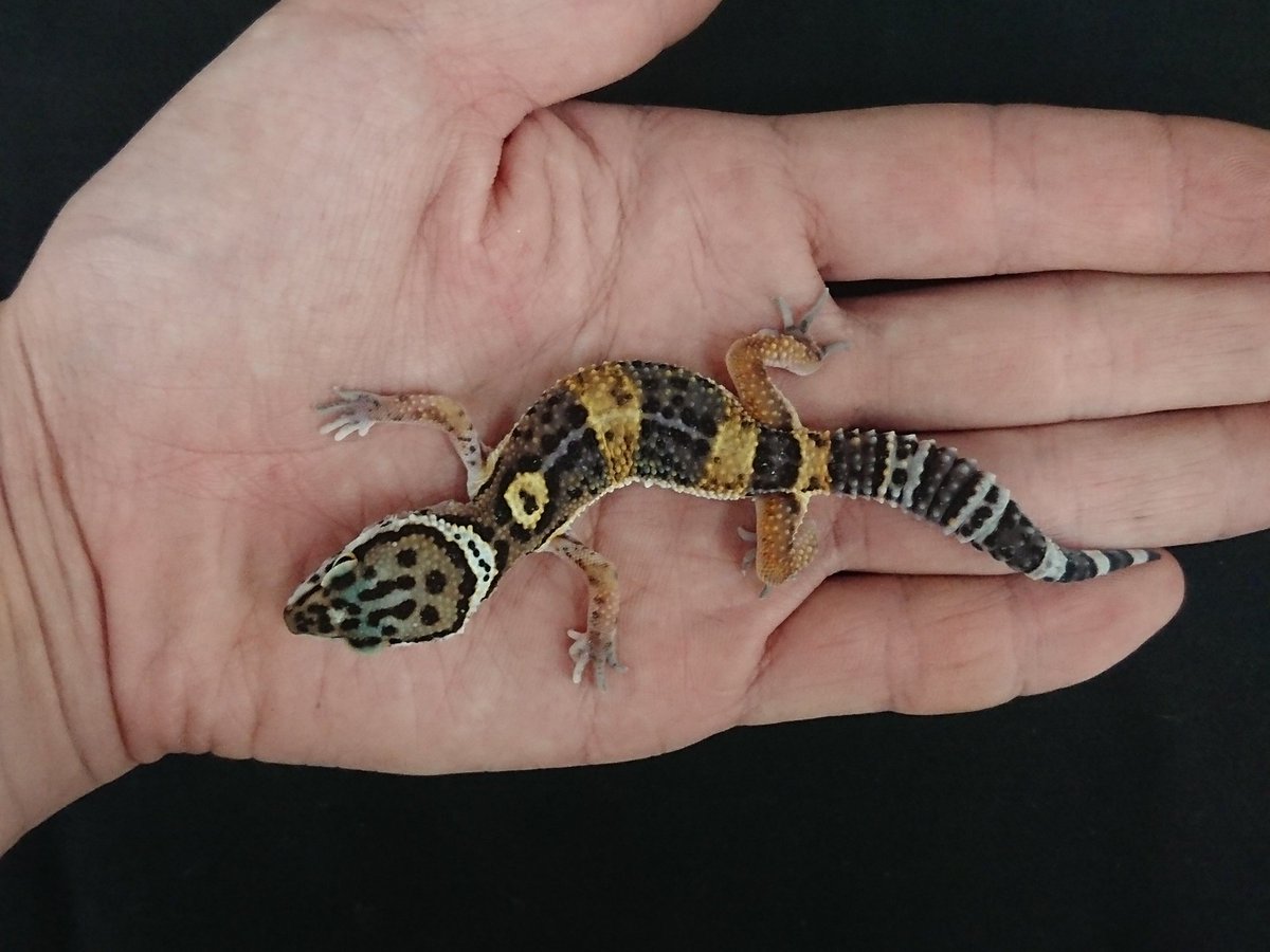 かねだい 海老名店 当店初入荷 ロンドンレオパさんより ヒョウモントカゲモドキ ブラックナイト 成長と共に黒色が濃く出てくるので成長が楽しみな子になります しかもオスなので繁殖を狙ってる方にオススメ お問い合わせ等はお早めに